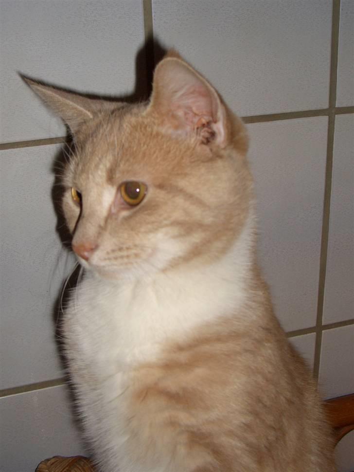 Blanding af racer Luka billede 12