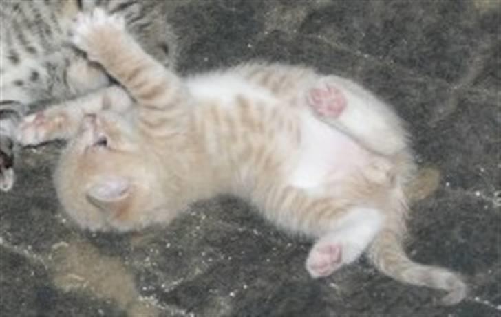 Blanding af racer Luka billede 13