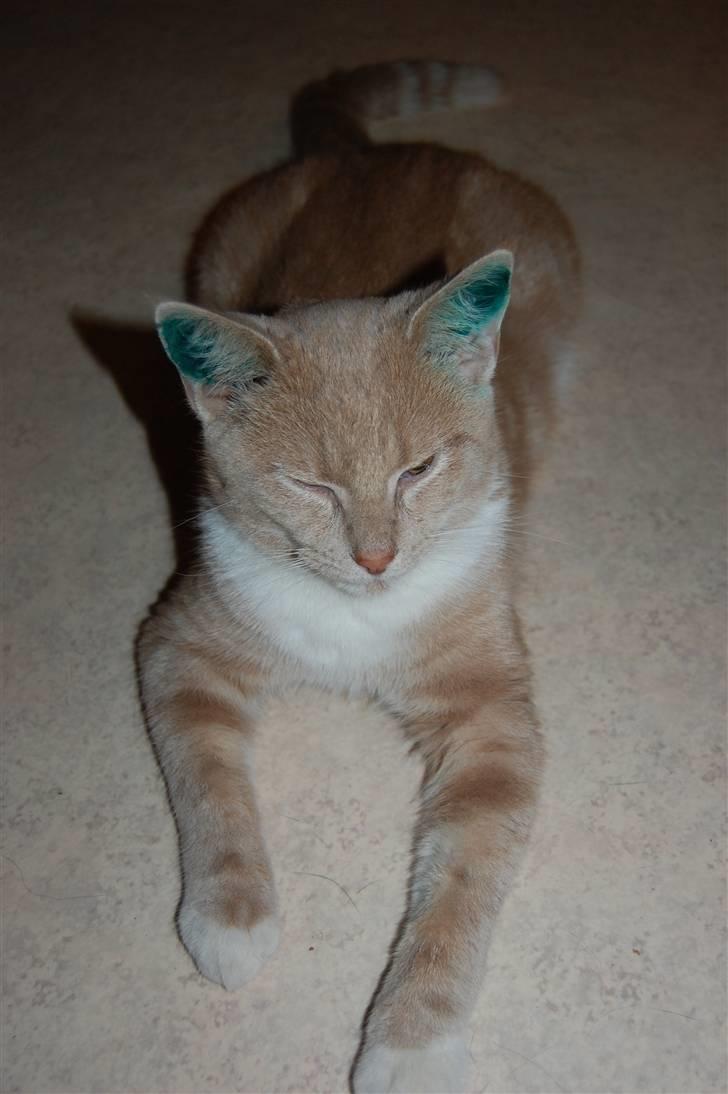 Blanding af racer Luka - Dagen vi hentede ham ved dyrlægen efter kasteration :) billede 14