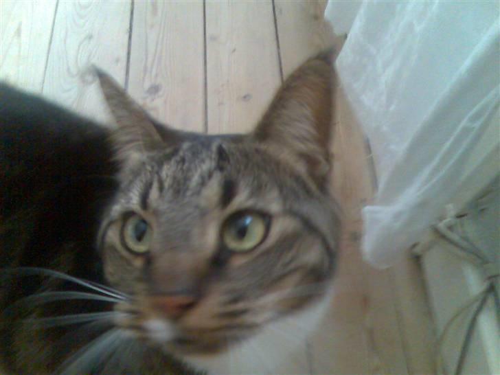 Huskat Pivert billede 3