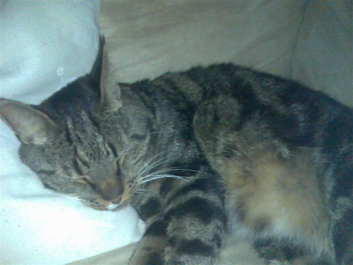 Huskat Pivert billede 4