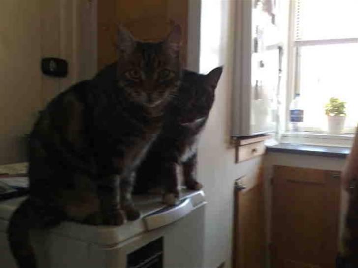 Huskat Pivert billede 5