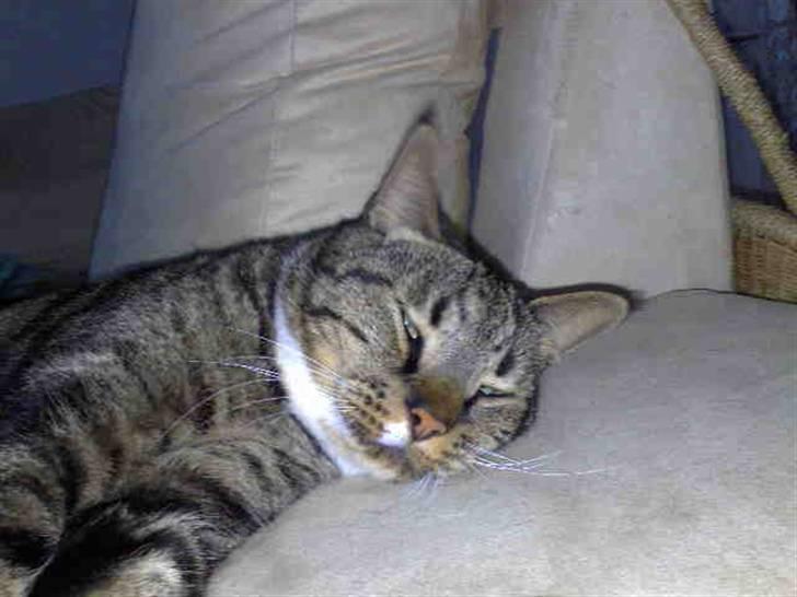 Huskat Pivert billede 6