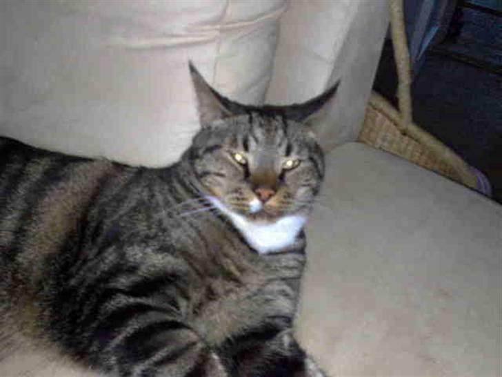 Huskat Pivert billede 7