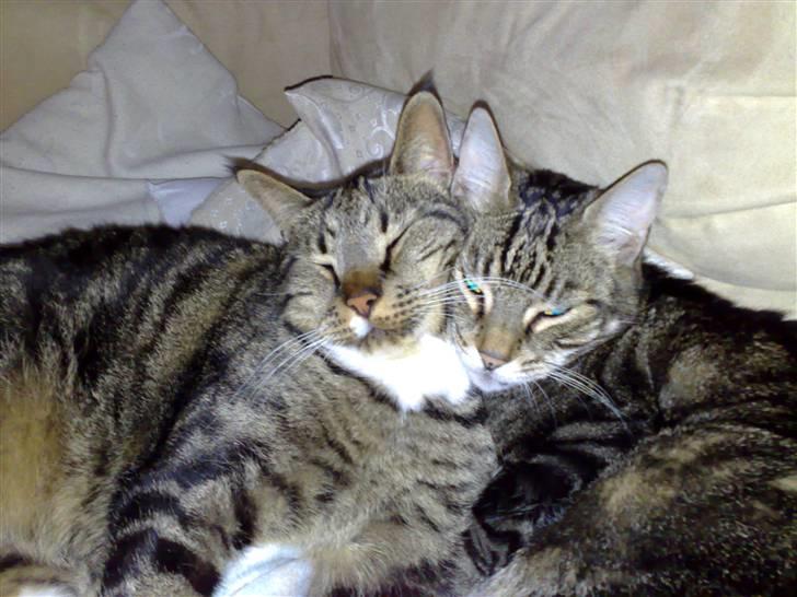 Huskat Pivert billede 8