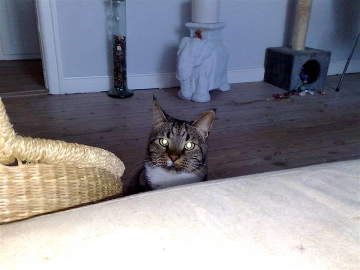 Huskat Pivert billede 9