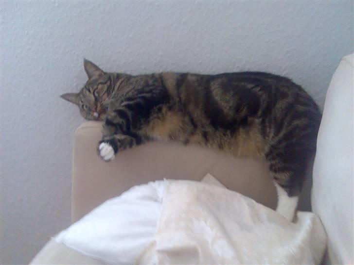 Huskat Pivert billede 10