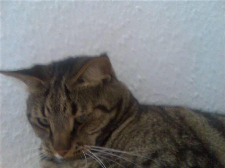 Huskat Pivert billede 11