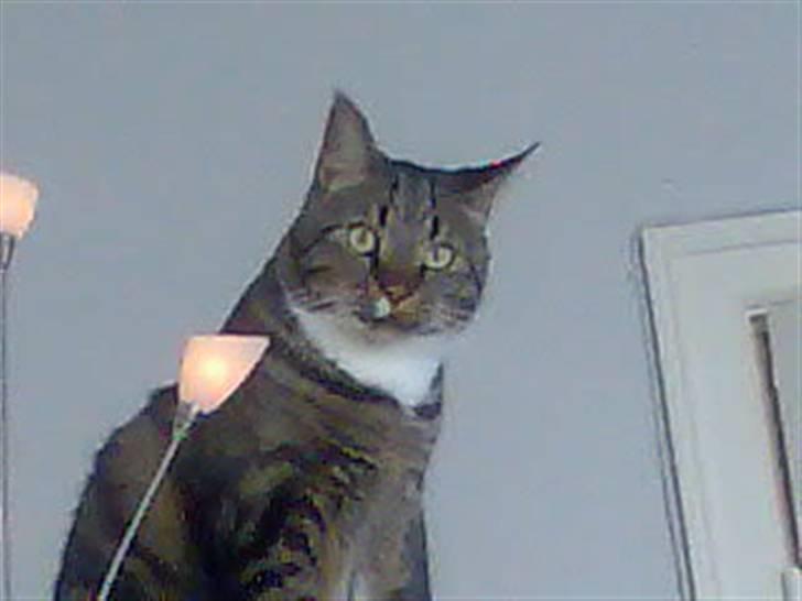 Huskat Pivert billede 12