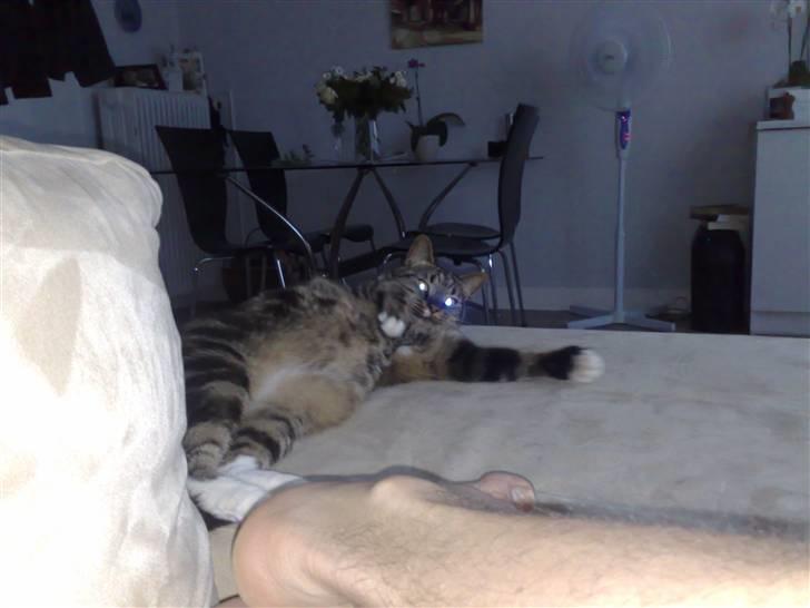 Huskat Pivert billede 13