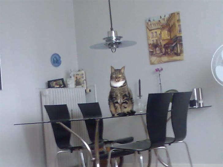 Huskat Pivert billede 14