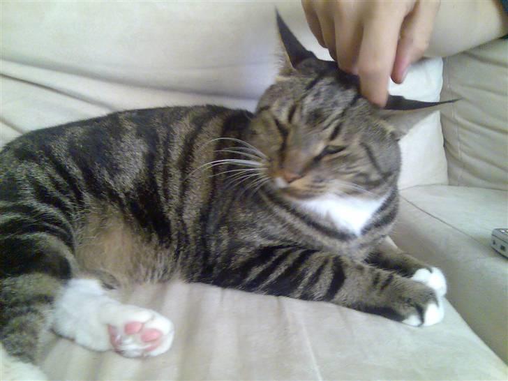 Huskat Pivert billede 15