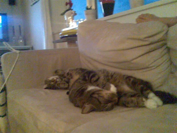 Huskat Pivert billede 16