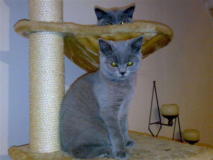 British Shorthair Tulle - Her nyder hun udsigten oppe fra Kradsetræét (pumba ligger over hende) billede 1