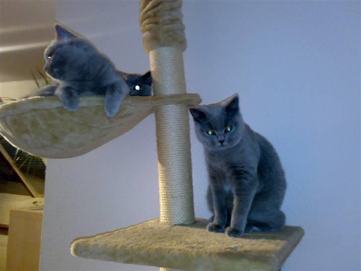 British Shorthair Tulle - De er lige vågnet alle tre billede 2