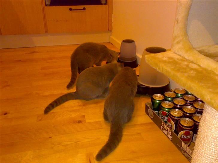 British Shorthair Tulle billede 3