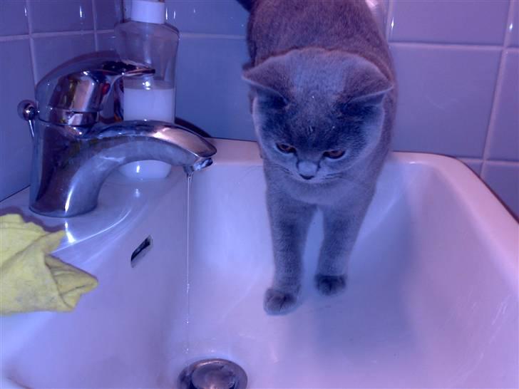 British Shorthair Tulle - hun elsker af drikke vand fra haren! Smil billede 4