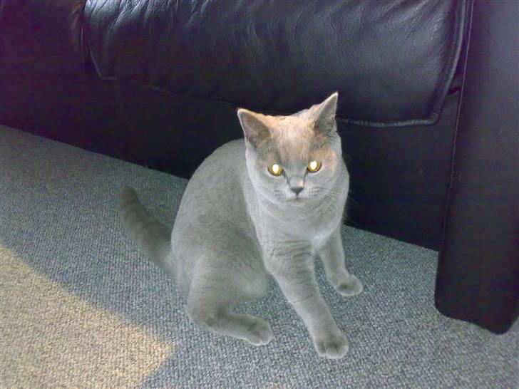 British Shorthair Tulle billede 5