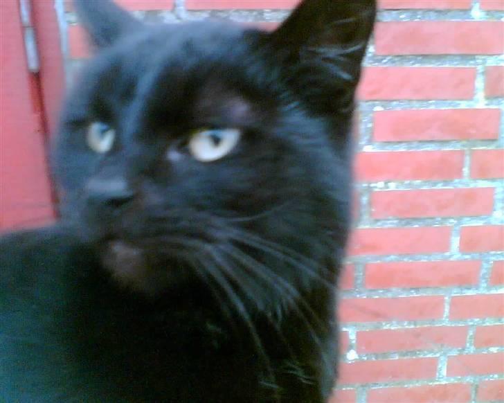 Blanding af racer oline billede 2