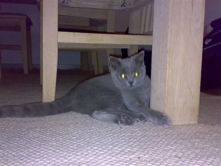 British Shorthair Tulle billede 6