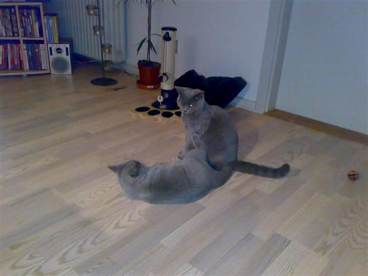 British Shorthair Tulle - Her slogs Tulle og Pumba billede 7