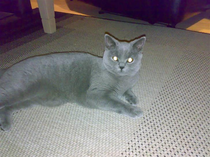 British Shorthair Tulle billede 9