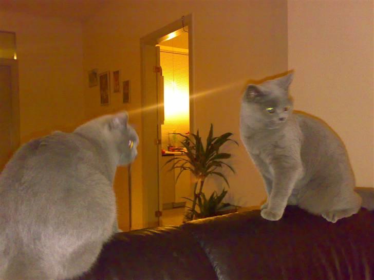 British Shorthair Tulle billede 10