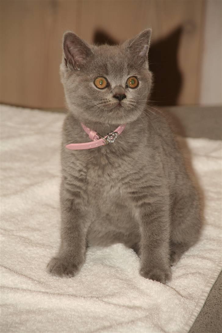British Shorthair Tulle - Tulle som lille killing billede 11