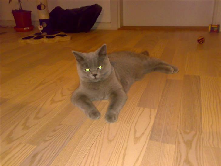 British Shorthair Tulle billede 12