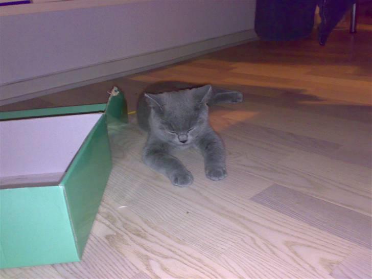 British Shorthair Tulle - Zzzzz´... billede 13