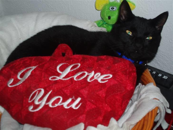 Huskat Kamper - Kamper den kærlige <3 billede 1