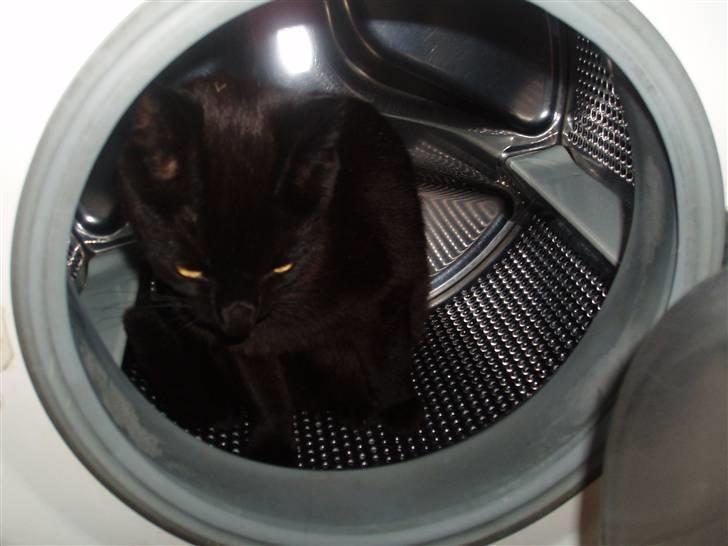 Huskat Kamper - Kamper hjælper mor med alt, intet skal gå forbi hans næse :D billede 2