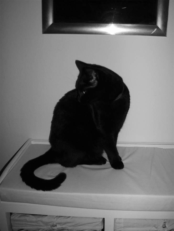 Huskat Kamper - Smukke Kamper :) billede 4