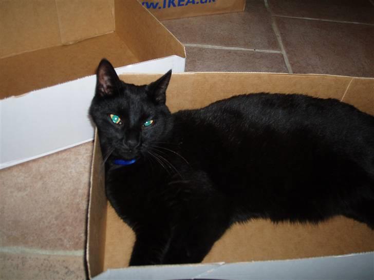 Huskat Kamper - Papkasser er det bedste sovested :) billede 5