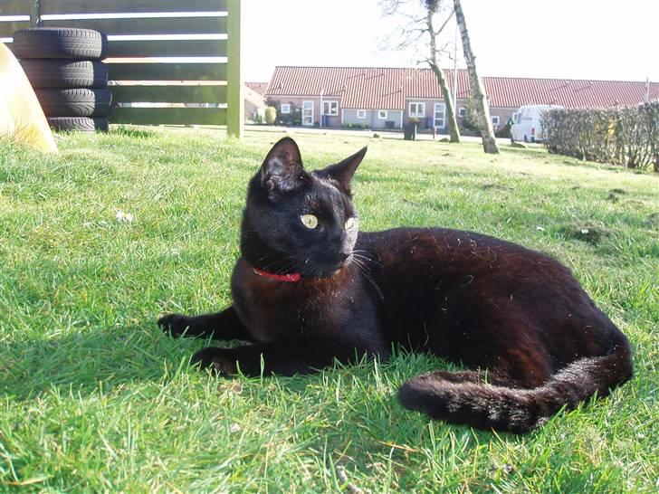 Huskat Kamper - Kamper nyder livet :D billede 6