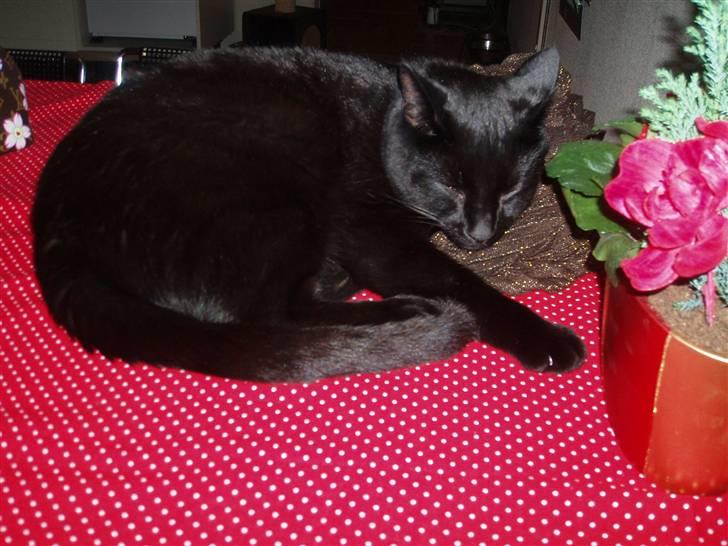 Huskat Kamper - Putte Kamper <3 billede 7