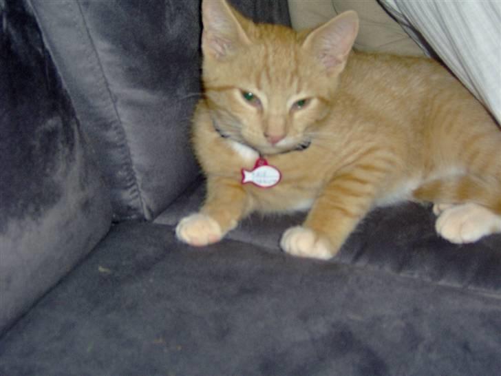 Huskat alfi <3 (nye billeder) - se hvor fin jeg er   <3 billede 2