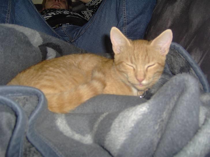 Huskat alfi <3 (nye billeder) - jeg vil ikke fotografers så jeg lukker øjene ;) billede 3