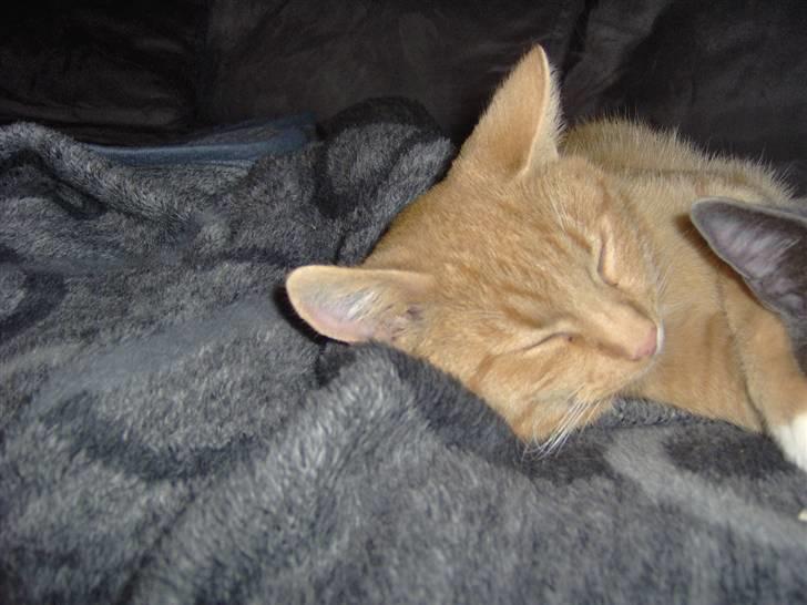 Huskat alfi <3 (nye billeder) - zzzzzzzz billede 4