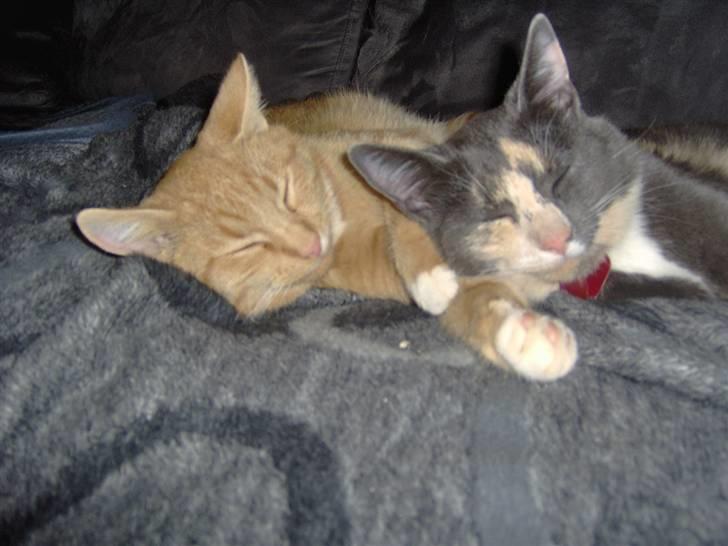 Huskat alfi <3 (nye billeder) - her er alfi med sin søster cocio :) billede 5