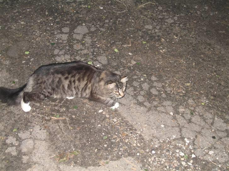 Norsk Skovkat Basse dreng billede 16