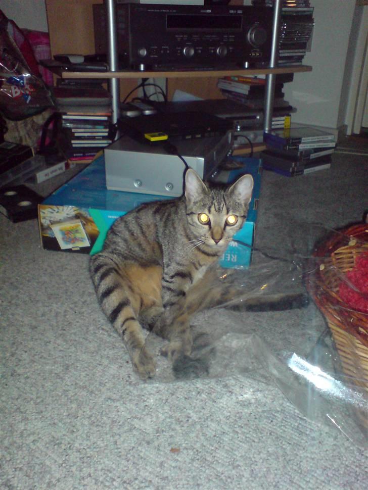 Huskat Mille R.I.P billede 5