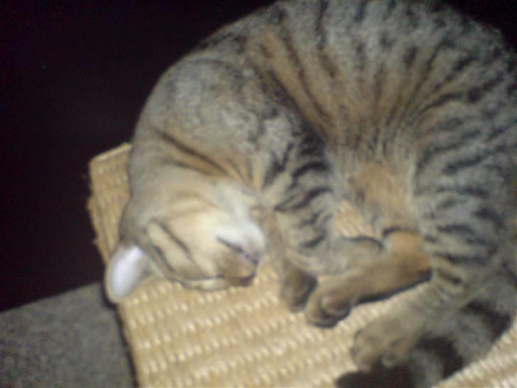 Huskat Mille R.I.P billede 6