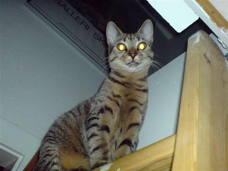 Huskat Mille R.I.P billede 7