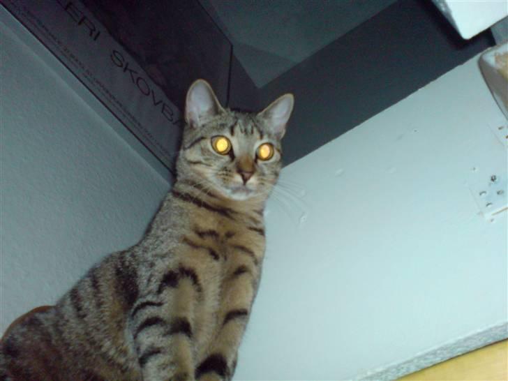 Huskat Mille R.I.P billede 8