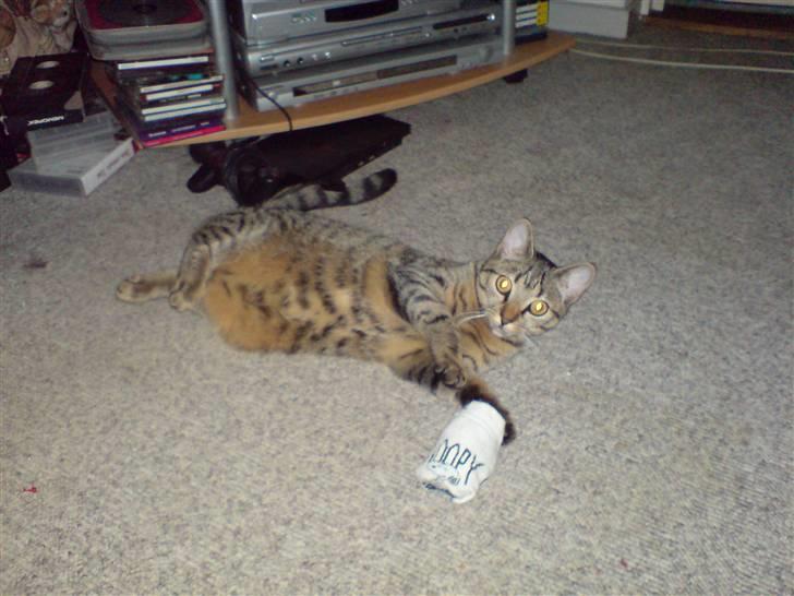 Huskat Mille R.I.P billede 9