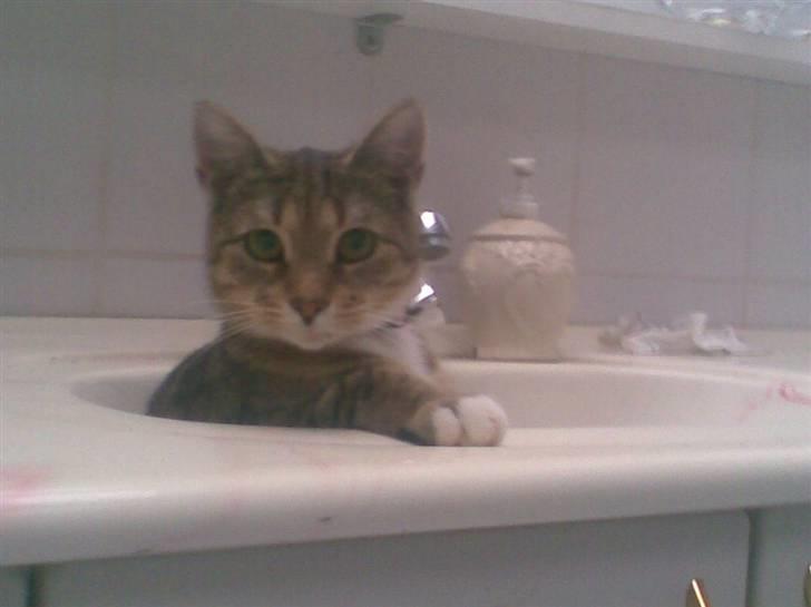 Huskat Gucci - Mit ynglings sidde sted. billede 1