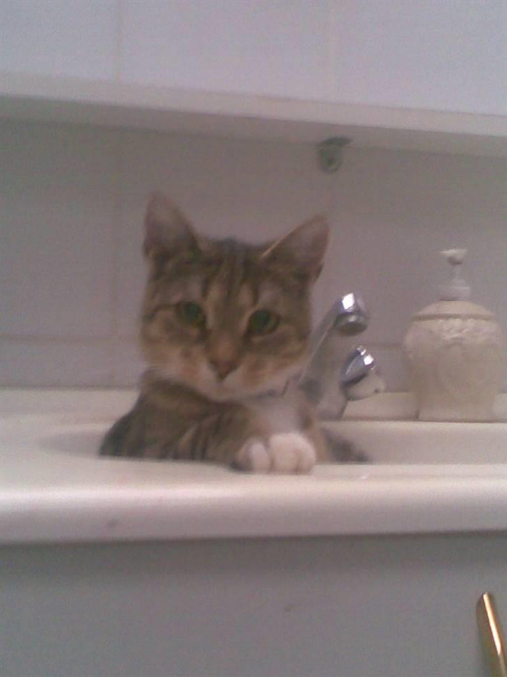 Huskat Gucci billede 2