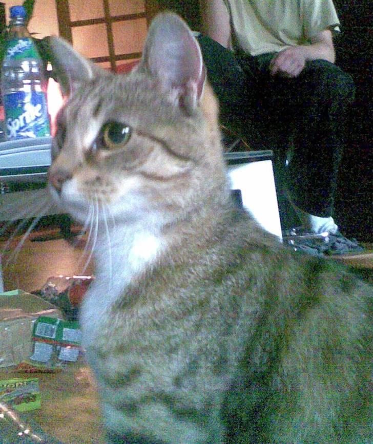 Huskat Gucci billede 3