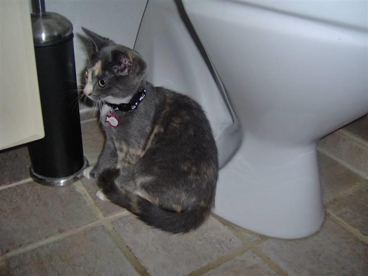 Huskat cocio( nye billeder) - nu må det snart være min tur :) billede 1